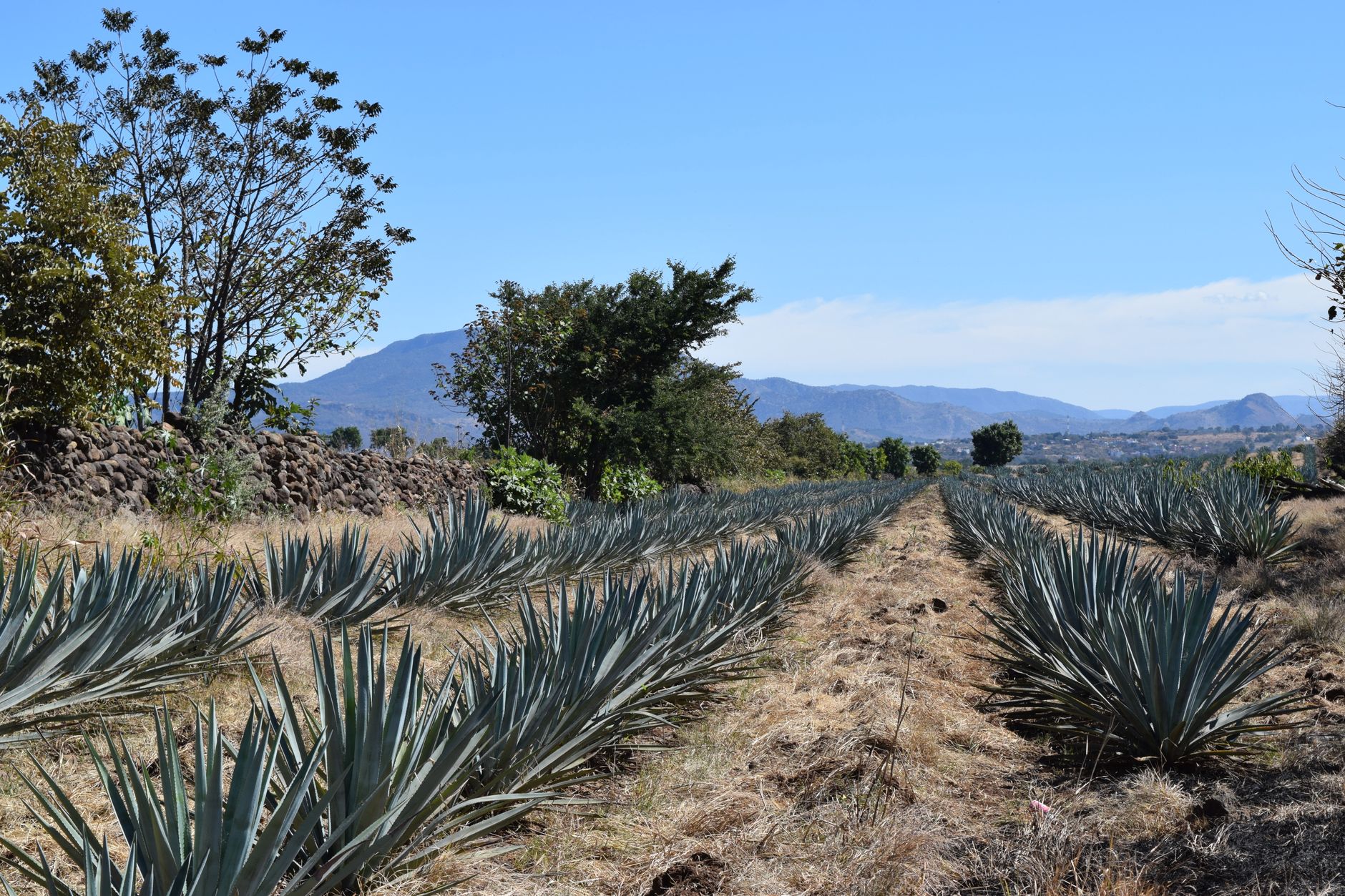 Descubre Tequila en Un Día