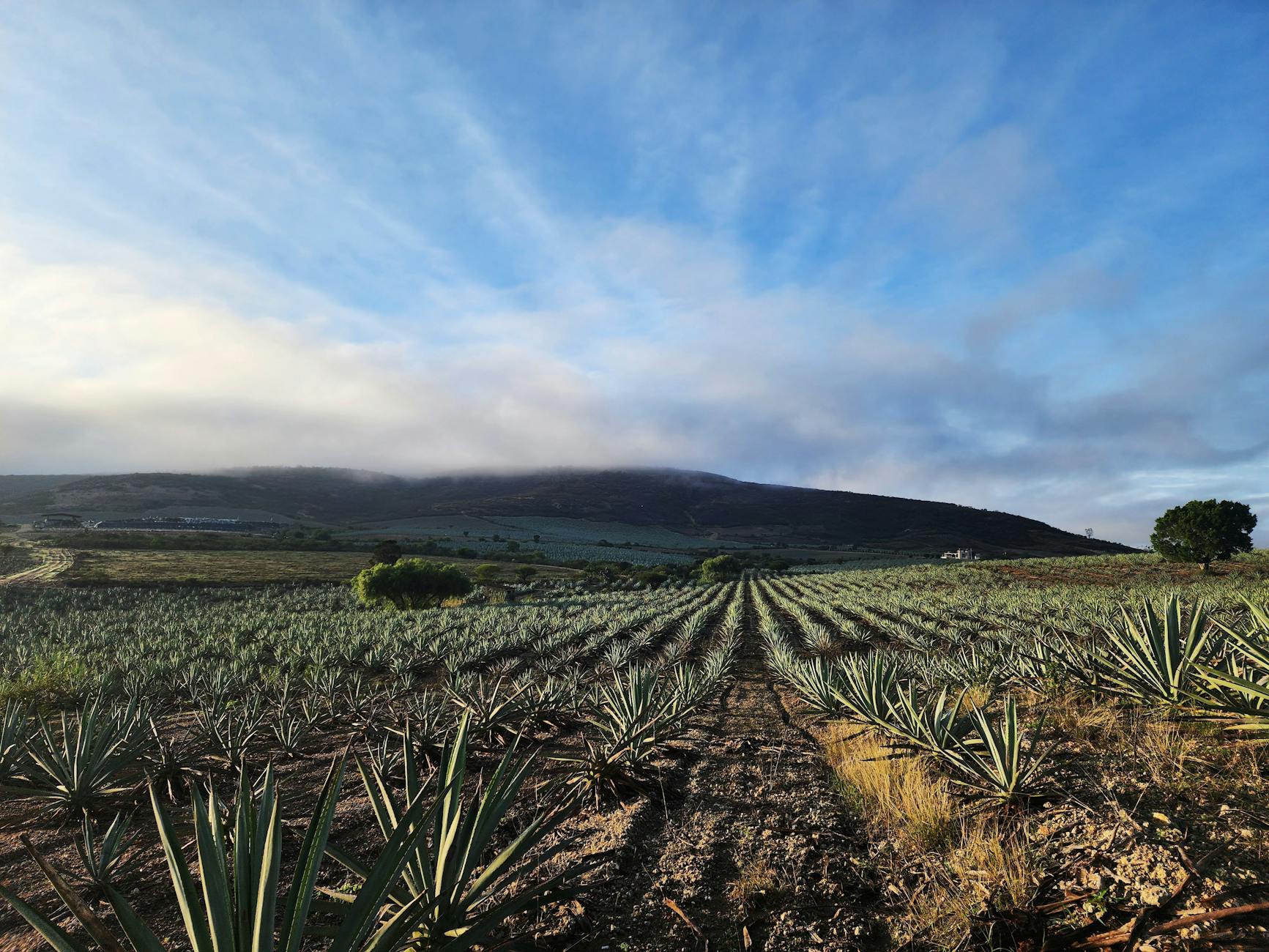 Visita los Campos de Agave Azul en Tequila por Tu Cuenta